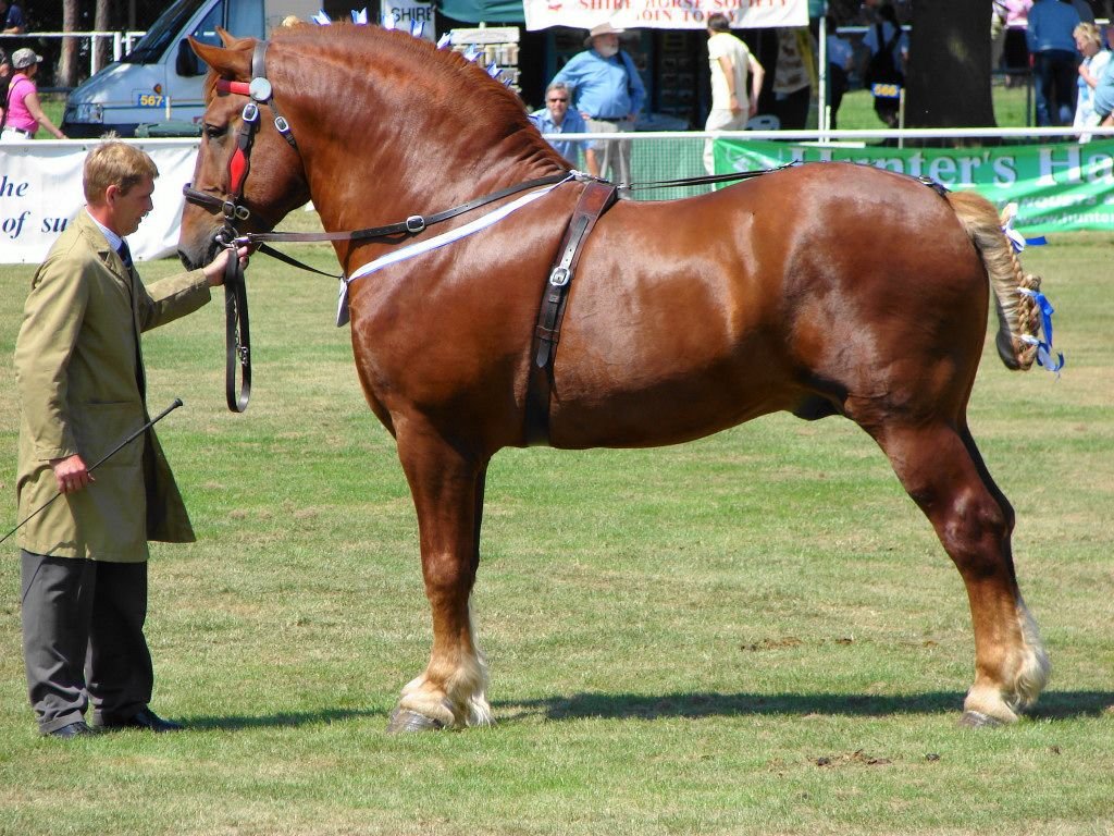 razas de caballos ingleses 