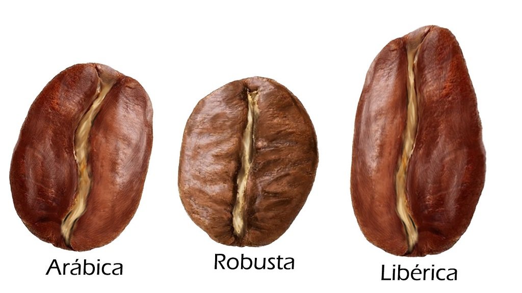 todo sobre el cafe arabica