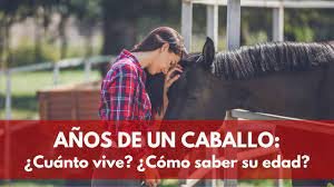 http://informaclic.es/cuanto-tiempo-viven-los-caballos/