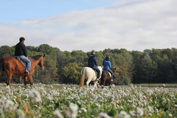 paseos a caballo